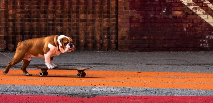 Dog